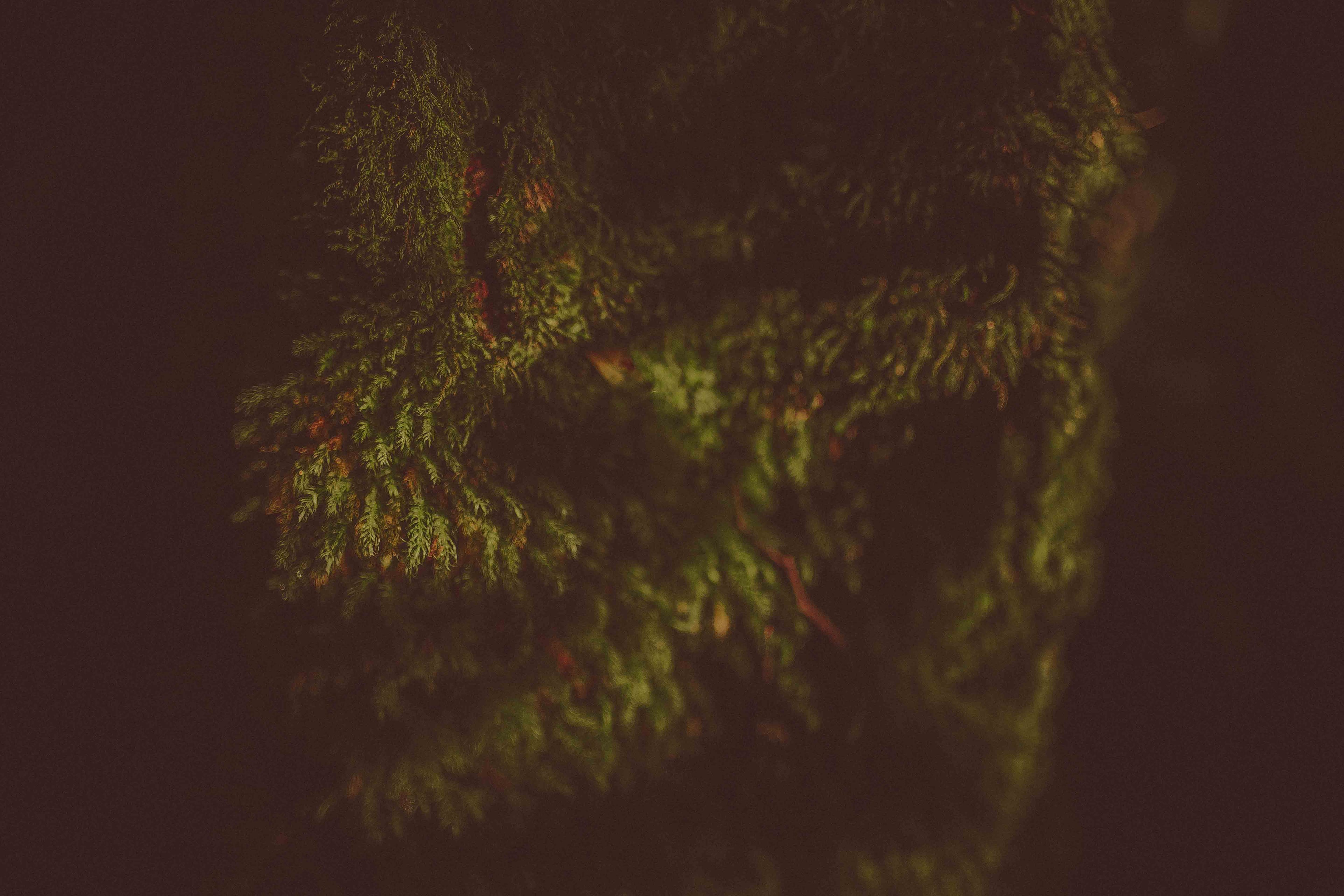 Detailaufnahme von natürlichem Moos als Hintergrundtextur